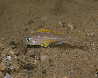 Xenotilapia flavipinnis 'Cape Nangu'